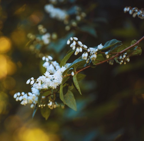 zylistek-karbowany-deutzia-scabra-pride-of-rochester-zielonapara-sadzonka-duza-zdrowa-bialo-rozowe-kwiaty
