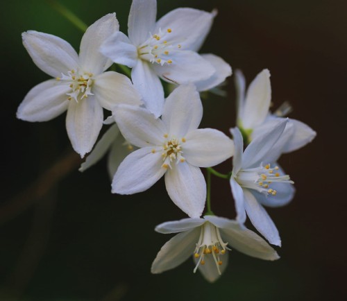 żylistek-Deutzia-Deutzia-zielonapara-zielona-para-sadzonka-0566.jpg