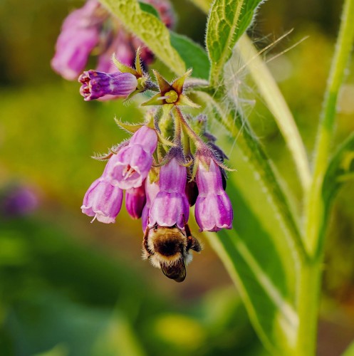 zywokost-lekarski-symphytum-officinale-fioletowe-kwiaty-bylina-ozdobna-i-lecznicza-sadzonka-sadzonki-zielona-para-zielonapara