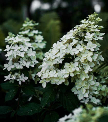 hortensja-bukietowa-tardiva-hydrangea-paniculata-pozne-kwitnienie-wysoka-luźne-wiechy-sadzonka-sadzonki-zielona-para-zielonapara
