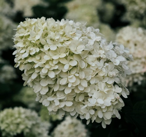 hortensja-bukietowa-hydrangea-paniculata-magical-mont-blanc-zielonapara-sadzonka-duza-zdrowa-biale-kwiaty