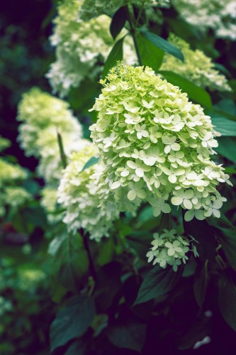 hortensja-bukietowa-Hydrangea-paniculata-zielonapara-zielona-para-sadzonka-0331.jpg