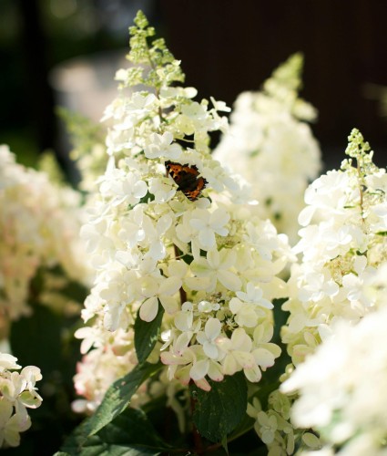Hortensja bukietowa Levana