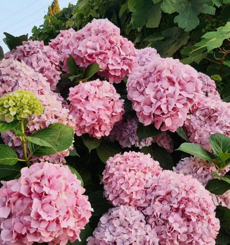 hortensja-ogrodowa-bodensee-hydrangea-macrophylla-niebiesko-fioletowe-kwiaty-krzew-ozdobny-sadzonka-sadzonki-zielona-para-zielonapara