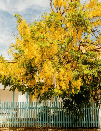 zlotokap-zwyczajny-laburnum-anagyroides-zielonapara-sadzonka-duza-zdrowa-zolte-zwisajace-kwiaty