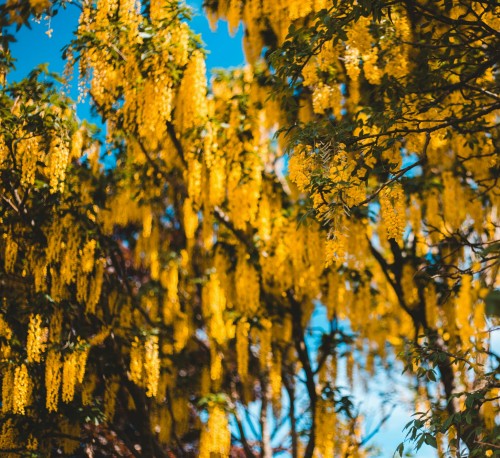 zlotokap-zwyczajny-laburnum-anagyroides-zielonapara-sadzonka-duza-zdrowa-zolte-zwisajace-kwiaty