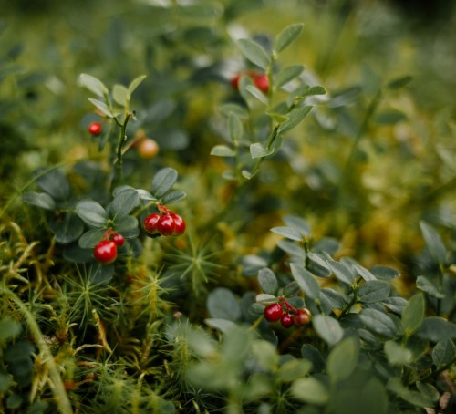 Żurawina wielkoowocowa Early Black