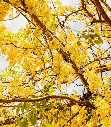 zlotokap-zwyczajny-vossi-laburnum-anagyroides-zolte-kwiaty-drzewo-ozdobne-sadzonka-sadzonki-zielona-para-zielonapara