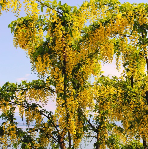 zlotokap-zwyczajny-vossi-laburnum-anagyroides-zolte-kwiaty-drzewo-ozdobne-sadzonka-sadzonki-zielona-para-zielonapara