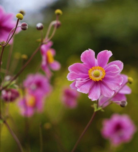 zawilec-pamina-anemone-nemorosa-biale-kwiaty-bylina-ozdobna-sadzonka-sadzonki-zielona-para-zielonapara