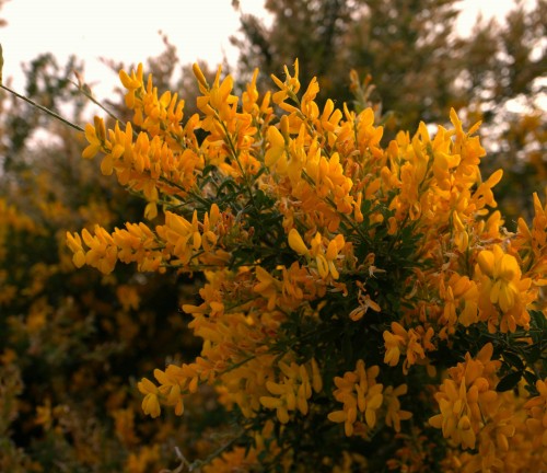 żarnowiec-miotlasty-Cytisus-scoparius-zielonapara-zielona-para-sadzonka-0643.jpg