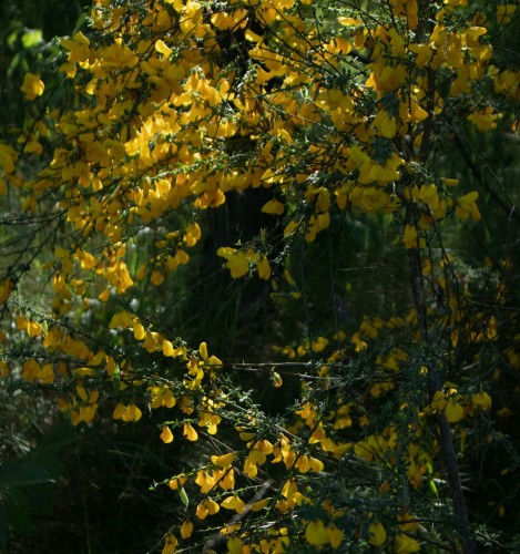 żarnowiec-miotlasty-Cytisus-scoparius-zielonapara-zielona-para-sadzonka-0643.jpg