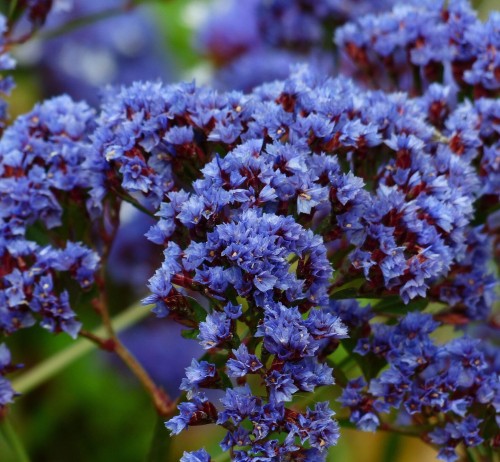 zatrwian-szerokolistny-eryngium-planum-niebieskie-kwiaty-krzewinka-ozdobna-sadzonka-sadzonki-zielona-para-zielonapara