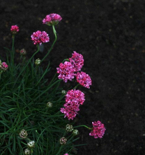 Zawciąg nadmorski Rubifolia