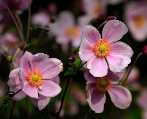 Zawilec gajowy Margarete
