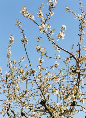 wiśniawisnia-sabina-prunus-avium-czerwone-owoce-drzewo-owocowe-sadzonka-sadzonki-zielona-para-zielonapara