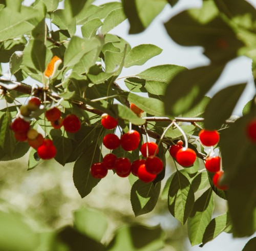 wisnia-panda-prunus-cerasus-czerwona-slodkokwasna-plenna-odmiana-sadzonka-sadzonki-zielona-para-zielonapara