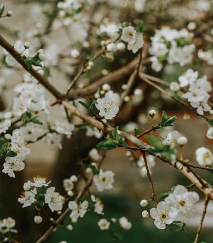 wisnia-panda-prunus-cerasus-czerwona-slodkokwasna-plenna-odmiana-sadzonka-sadzonki-zielona-para-zielonapara
