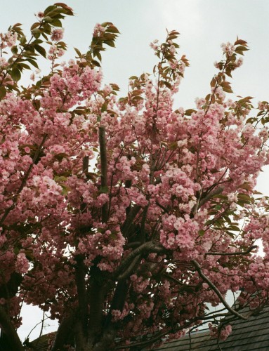 wisnia-okame-prunus-okame-czerwone-kwiaty-wiosenne-drzewo-ozdobne-sadzonka-sadzonki-zielona-para-zielonapara