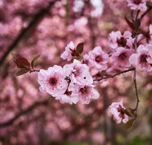 wisnia-okame-prunus-okame-czerwone-kwiaty-wiosenne-drzewo-ozdobne-sadzonka-sadzonki-zielona-para-zielonapara