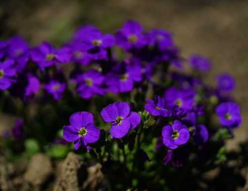 zagwin-ogrodowy-audrey-mid-blue-aubrieta-cultorum-niebieskie-kwiaty-niski-zadarniajacy-sadzonka-sadzonki-zielona-para-zielonapara