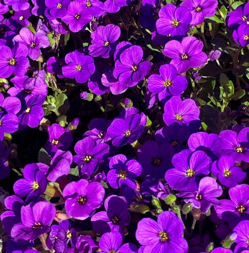 zagwin-ogrodowy-audrey-mid-blue-aubrieta-cultorum-niebieskie-kwiaty-niski-zadarniajacy-sadzonka-sadzonki-zielona-para-zielonapara