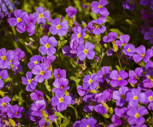 zagwin-ogrodowy-audrey-mid-blue-aubrieta-cultorum-niebieskie-kwiaty-niski-zadarniajacy-sadzonka-sadzonki-zielona-para-zielonapara