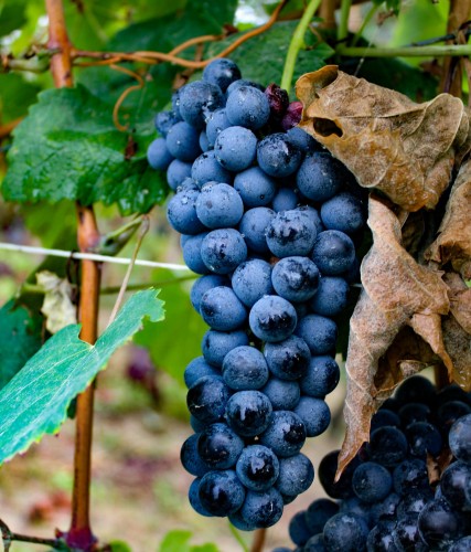 winorośl-winogron-Vitis-Vitis-zielonapara-zielona-para-sadzonka-0684.jpg