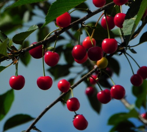 wisnia-lutowka-prunus-cerasus-czerwona-slodkokwasna-plenna-przemyslowa-odmiana-sadzonka-sadzonki-zielona-para-zielonapara