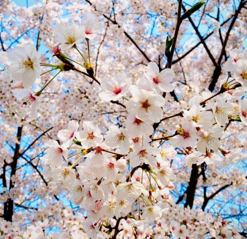 wisnia-lutowka-prunus-cerasus-czerwona-slodkokwasna-plenna-przemyslowa-odmiana-sadzonka-sadzonki-zielona-para-zielonapara