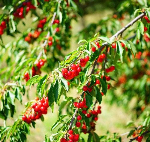 wisnia-kelleris-prunus-cerasus-czerwona-slodkokwasna-plenna-wczesna-odmiana-sadzonka-sadzonki-zielona-para-zielonapara
