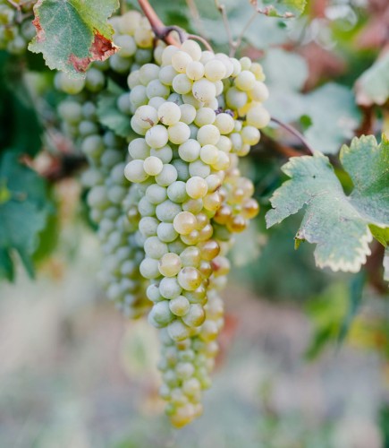 winogron-winorosl-supaga-vitis-vinifera-jasne-owoce-wczesna-odmiana-sadzonka-sadzonki-zielona-para-zielonapara
