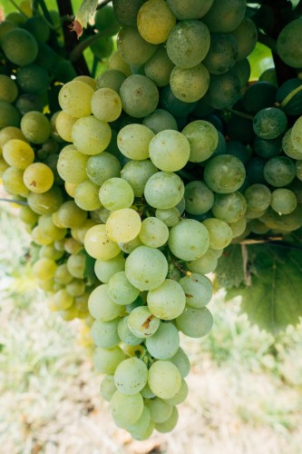 winogron-winorosl-arkadnia-vitis-vinifera-duze-jasne-owoce-deserowa-sadzonka-sadzonki-zielona-para-zielonapara