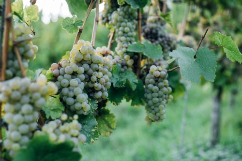 winogron-winorosl-bianca-vitis-vinifera-jasne-owoce-winiarska-sadzonka-sadzonki-zielona-para-zielonapara