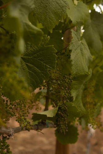 winogron-winorosl-bianca-vitis-vinifera-jasne-owoce-winiarska-sadzonka-sadzonki-zielona-para-zielonapara