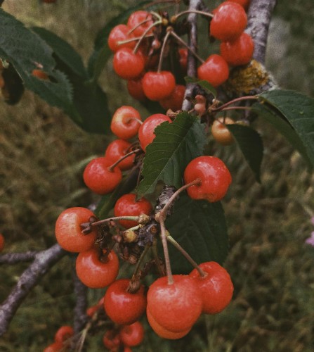 wisnia-groniasta-prunus-padus-biale-kwiaty-ozdobne-grona-drzewo-sadzonka-sadzonki-zielona-para-zielonapara