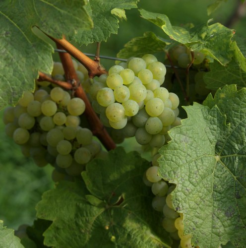 winogron-winorosl-interlaken-vitis-vinifera-jasne-owoce-bezpestkowa-sadzonka-sadzonki-zielona-para-zielonapara