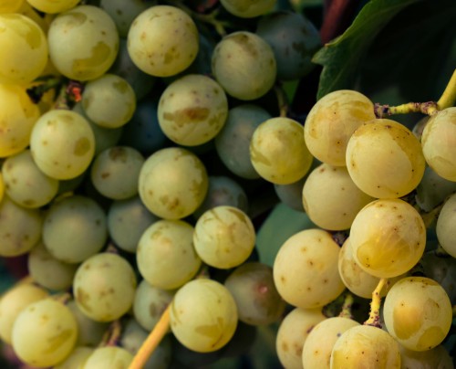 winogron-winorosl-interlaken-vitis-vinifera-jasne-owoce-bezpestkowa-sadzonka-sadzonki-zielona-para-zielonapara