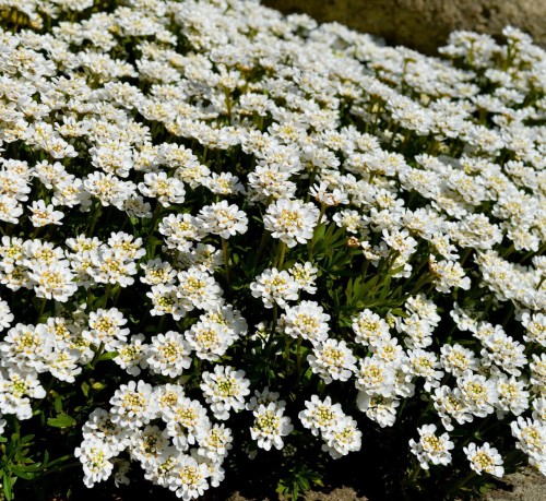 ubiorek-iberis-sempervirens-zielonapara-sadzonka-duza-zdrowa-biale-kwiaty.jpg