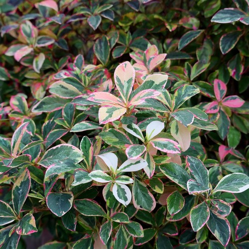 Trachelospermum Tricolor