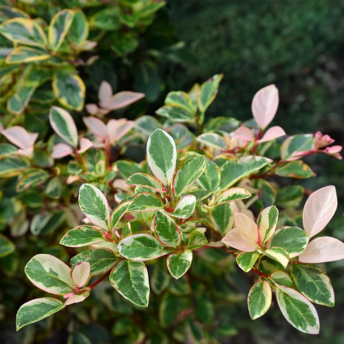 Firefly Create a photorealistic image focusing on Trachelospermum jasminoides 'Tricolor,' a striking (2).jpg