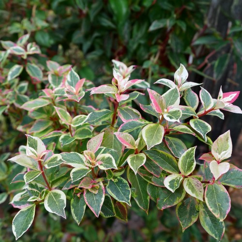 Firefly Create a photorealistic image focusing on Trachelospermum jasminoides 'Tricolor,' a striking (3).jpg
