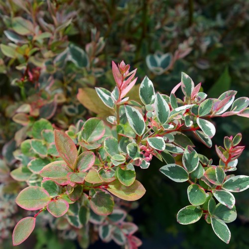 Firefly Create a photorealistic image focusing on Trachelospermum jasminoides 'Tricolor,' a striking.jpg