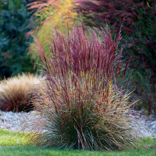 proso-rozgowate-nosfertau-miscanthus-sinensis-czerwono-fioletowe-liscie-ozdobna-trawa-bylina-sadzonka-sadzonki-zielona-para-zielonapara
