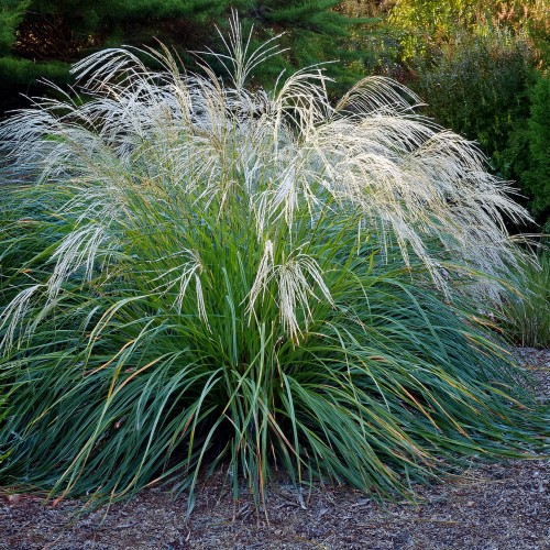 miskant-chinski-silver-charm-miscanthus-sinensis-srebrzyste-ozdobne-kwiatostany-ozdobna-trawa-bylina-sadzonka-sadzonki-zielona-para-zielonapara