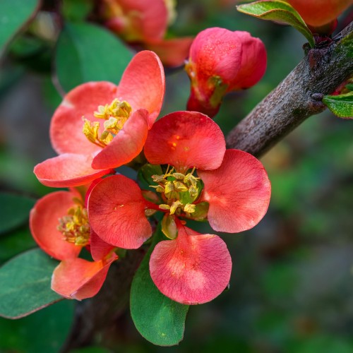 pigwowiec-japonski-nicole-chaenomeles-japonica-czerwone-owoce-krzew-ozdobny-sadzonka-sadzonki-zielona-para-zielonapara