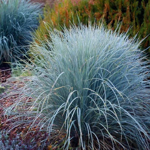 proso-dewey-blue-panicum-virgatum-niebiesko-zielone-liscie-ozdobna-trawa-bylina-sadzonka-sadzonki-zielona-para-zielonapara