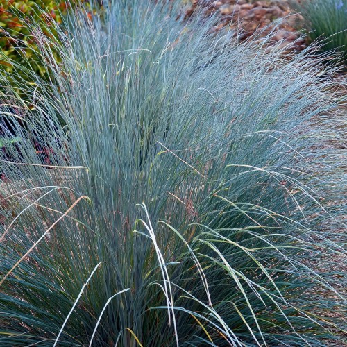 proso-dewey-blue-panicum-virgatum-niebiesko-zielone-liscie-ozdobna-trawa-bylina-sadzonka-sadzonki-zielona-para-zielonapara