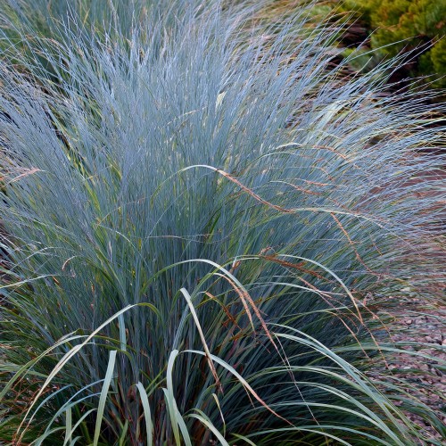 proso-dewey-blue-panicum-virgatum-niebiesko-zielone-liscie-ozdobna-trawa-bylina-sadzonka-sadzonki-zielona-para-zielonapara