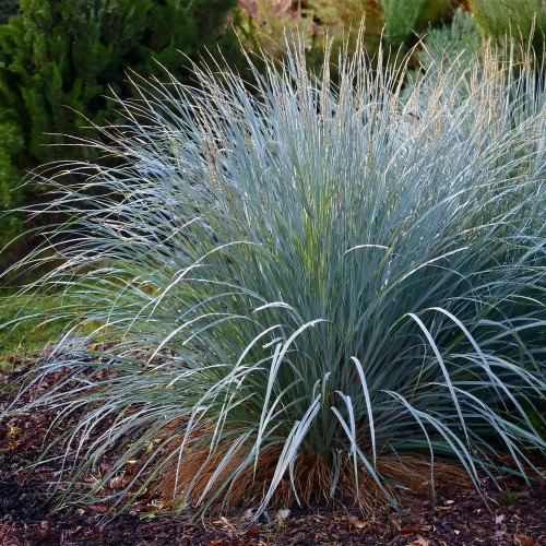 proso-dewey-blue-panicum-virgatum-niebiesko-zielone-liscie-ozdobna-trawa-bylina-sadzonka-sadzonki-zielona-para-zielonapara